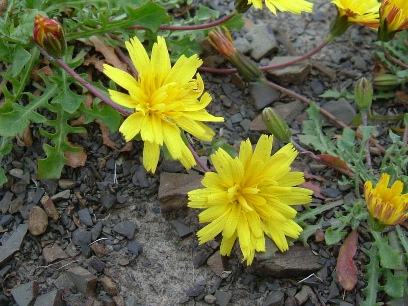 Robertia taraxacoides / Costolina appenninica