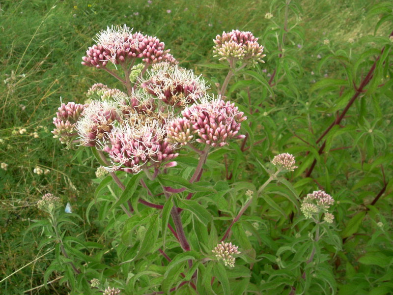 Eupatorium cannabinum / Canapa acquatica