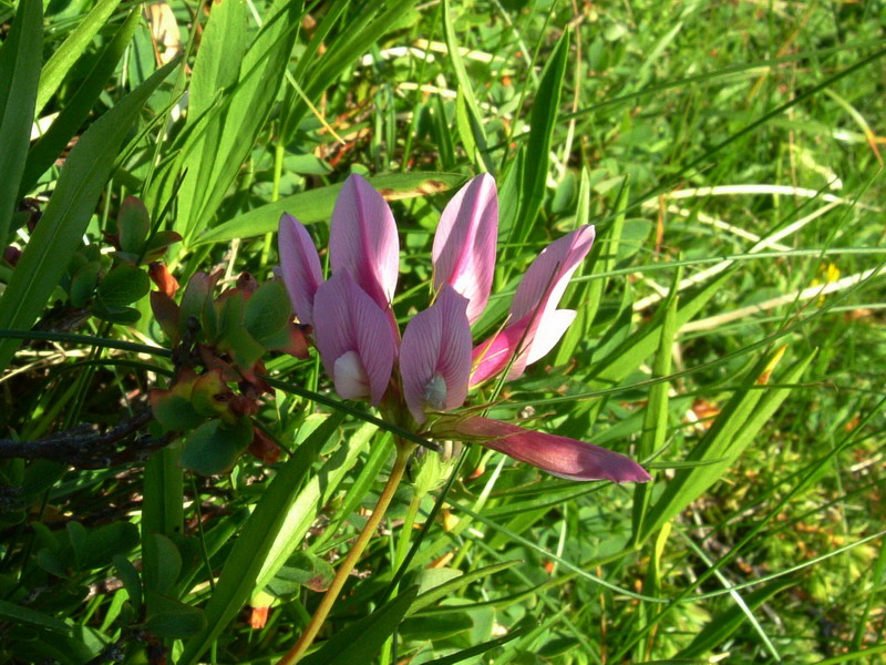 App.reggiano 9 - Trifolium alpinum