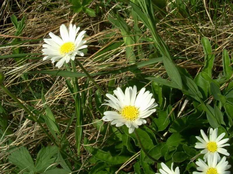 Parco del Gigante 9 - Aster bellidiastrum
