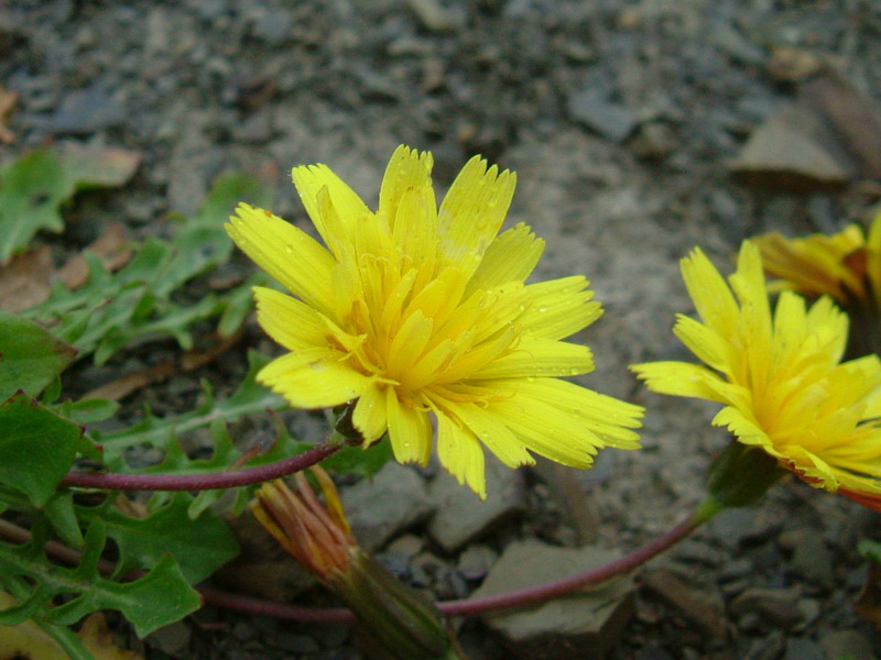 Robertia taraxacoides / Costolina appenninica