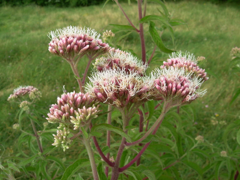 Eupatorium cannabinum / Canapa acquatica