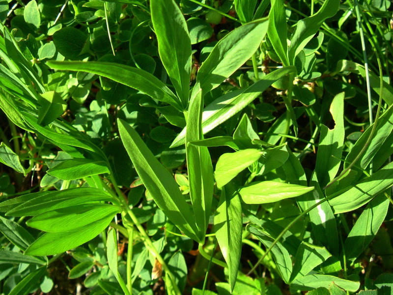 App.reggiano 9 - Trifolium alpinum