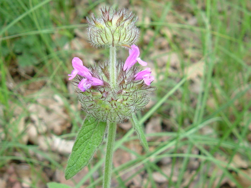 Collina reggiana 2 - Clinopodium vulgare