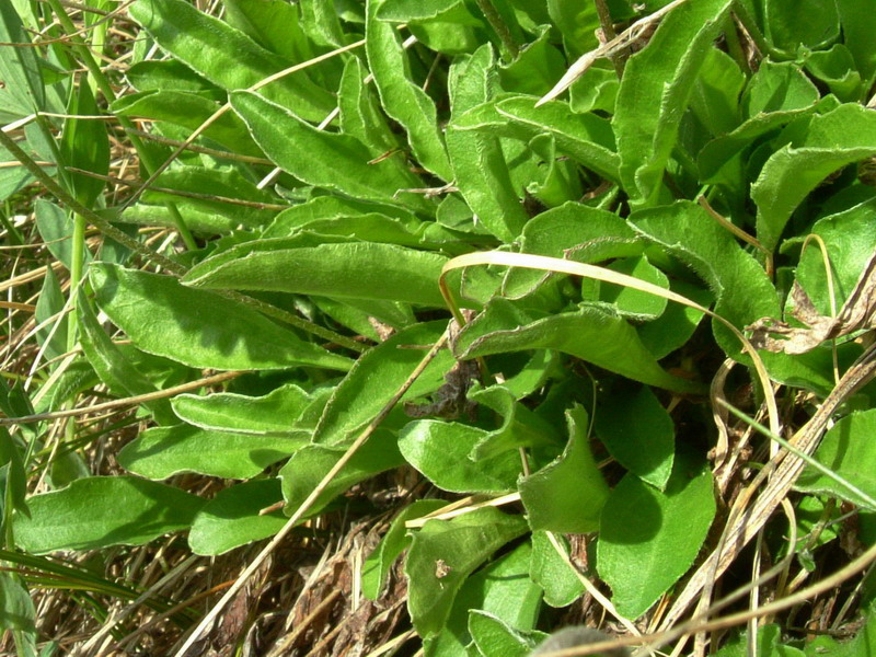 Parco del Gigante 9 - Aster bellidiastrum
