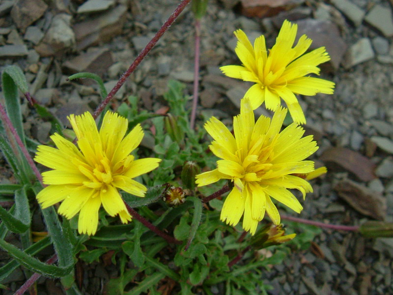 Robertia taraxacoides / Costolina appenninica