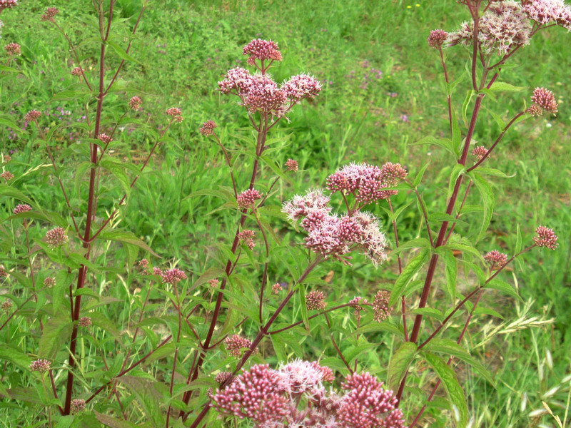 Eupatorium cannabinum / Canapa acquatica