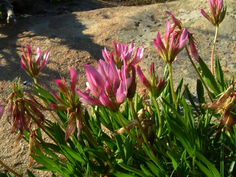 App.reggiano 9 - Trifolium alpinum