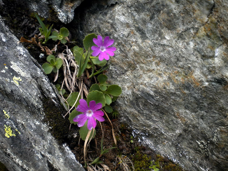 Primula hirsuta