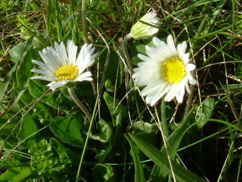 Parco del Gigante 9 - Aster bellidiastrum