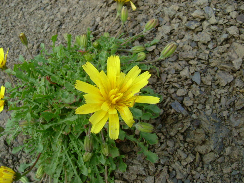 Robertia taraxacoides / Costolina appenninica