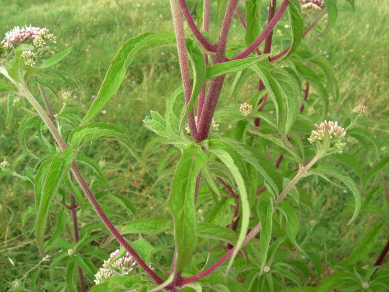 Eupatorium cannabinum / Canapa acquatica