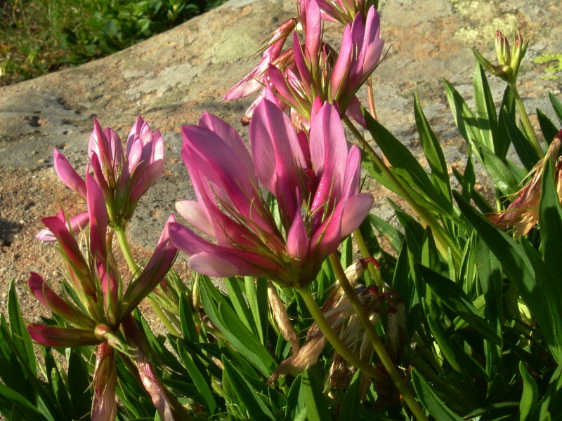App.reggiano 9 - Trifolium alpinum