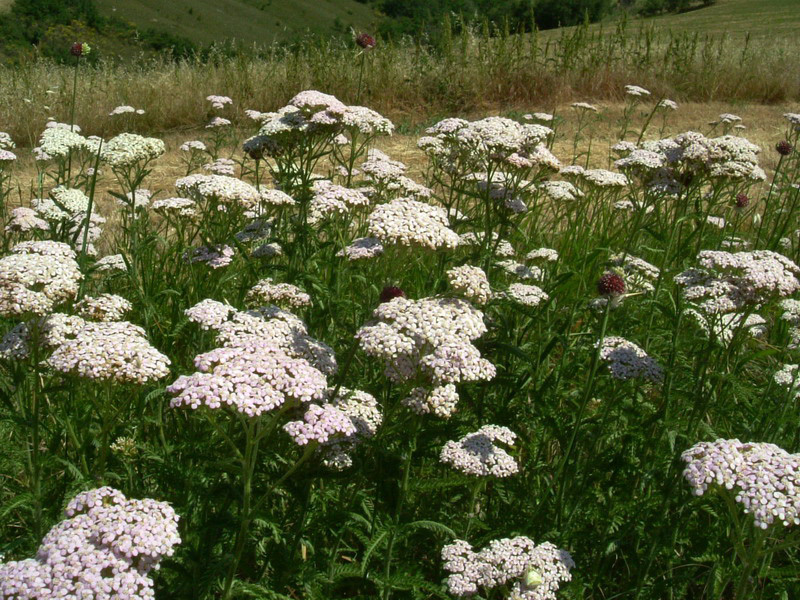 Achillea millefolium