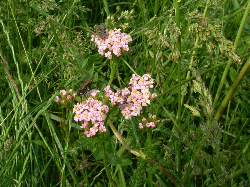 Achillea millefolium