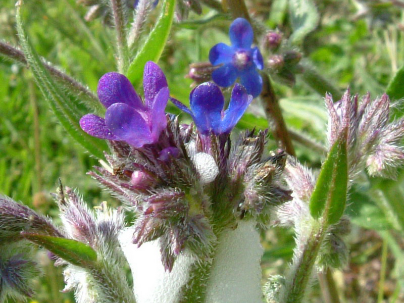 Anchusa azurea (= Anchusa italica)