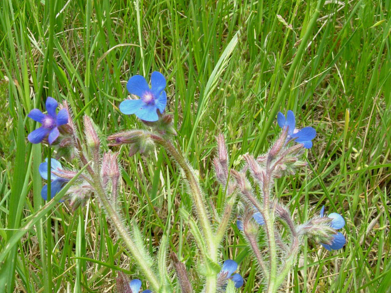 Anchusa azurea (= Anchusa italica)