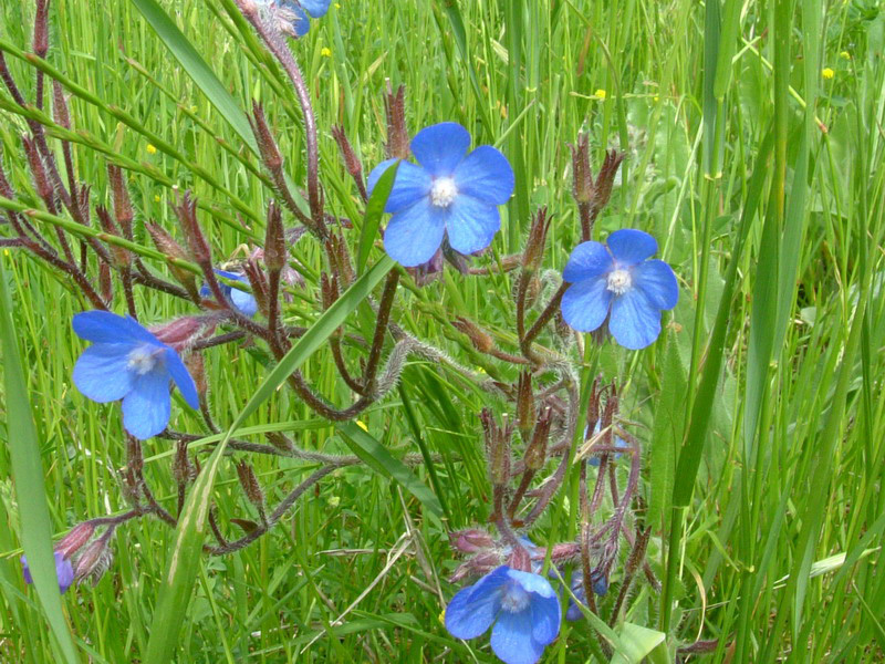 Anchusa azurea (= Anchusa italica)