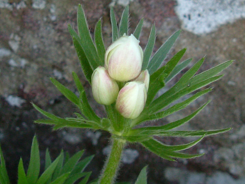 Anemonastrum narcissiflorum / Anemone narcissino