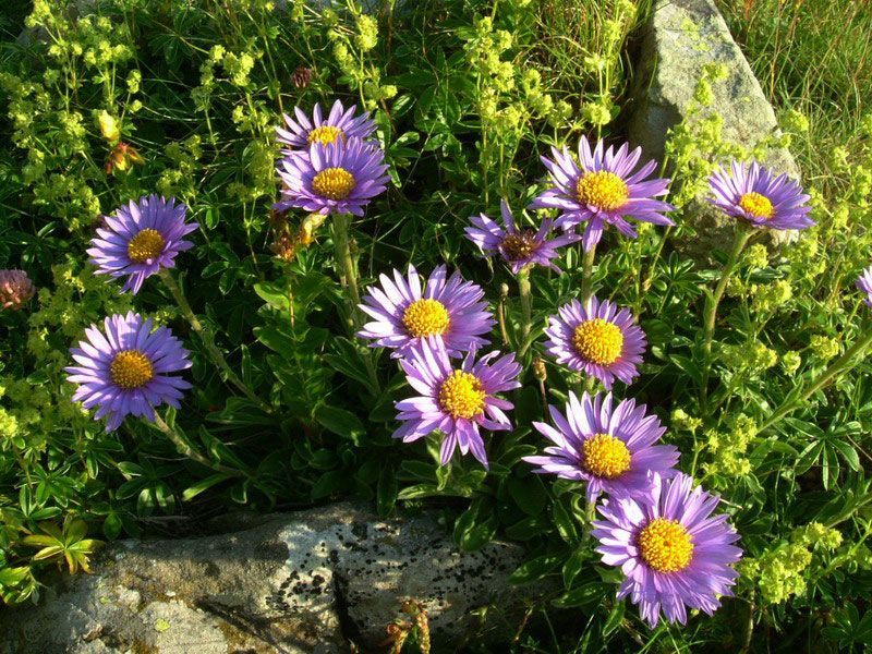 Aster alpinus