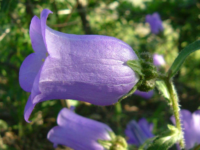Campanula medium / Campanula toscana