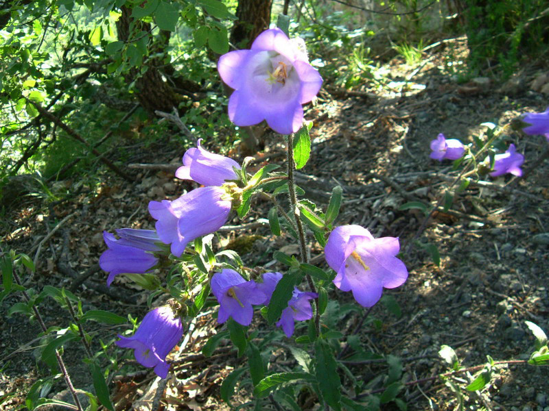 Campanula medium / Campanula toscana