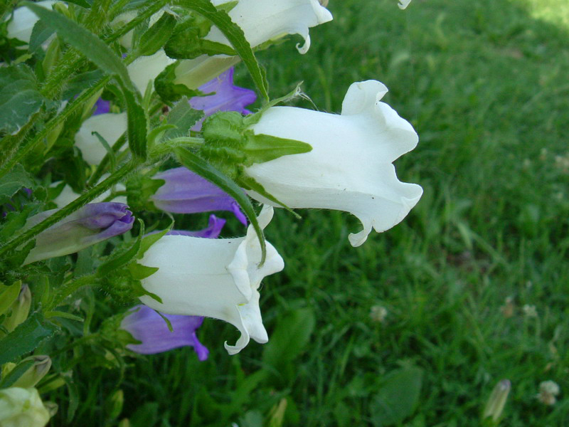 Campanula medium / Campanula toscana