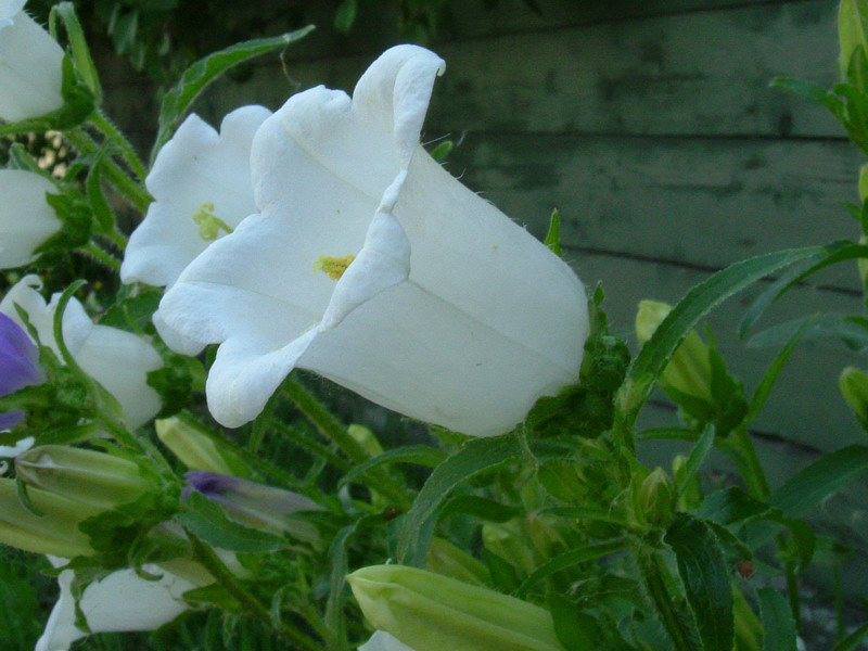 Campanula medium / Campanula toscana