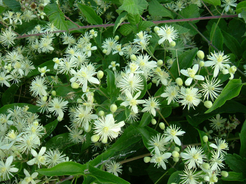 Clematis vitalba / Clematide vitalba