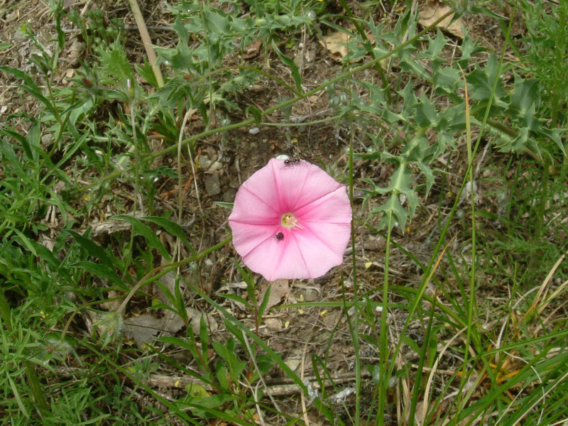 Convolvulus cantabrica / Vilucchio bicchierino