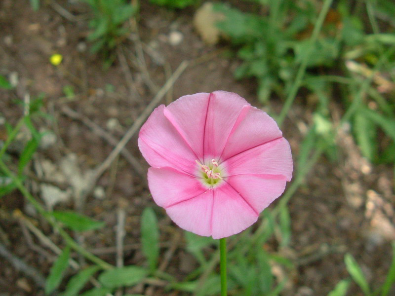 Convolvulus cantabrica / Vilucchio bicchierino