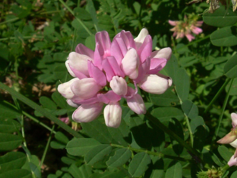 Securigera varia / Cornetta ginestrina