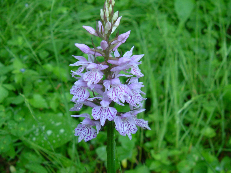 Dactylorhiza maculata