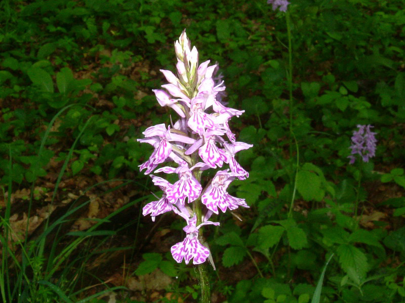 Dactylorhiza maculata