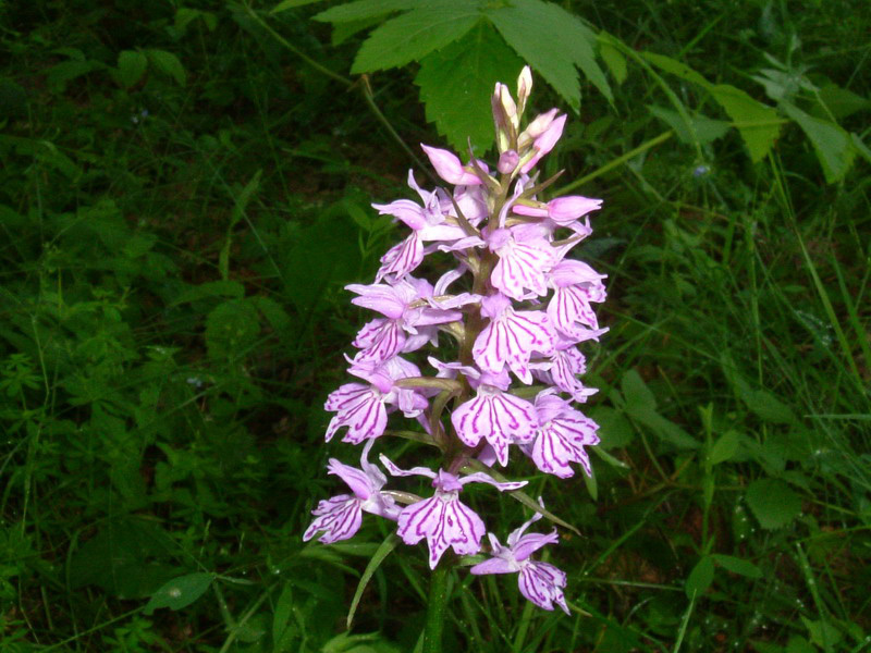 Dactylorhiza maculata