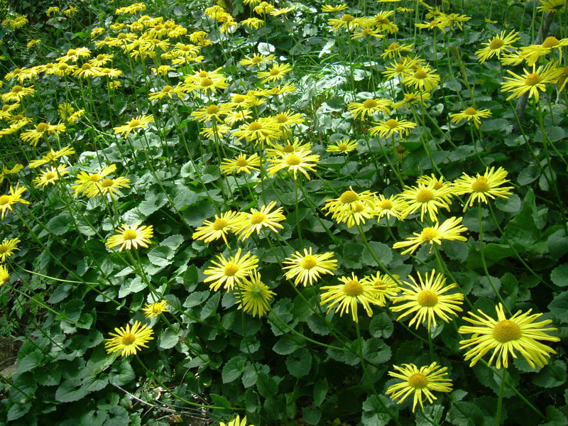 Doronicum columnae / Doronico di Colonna