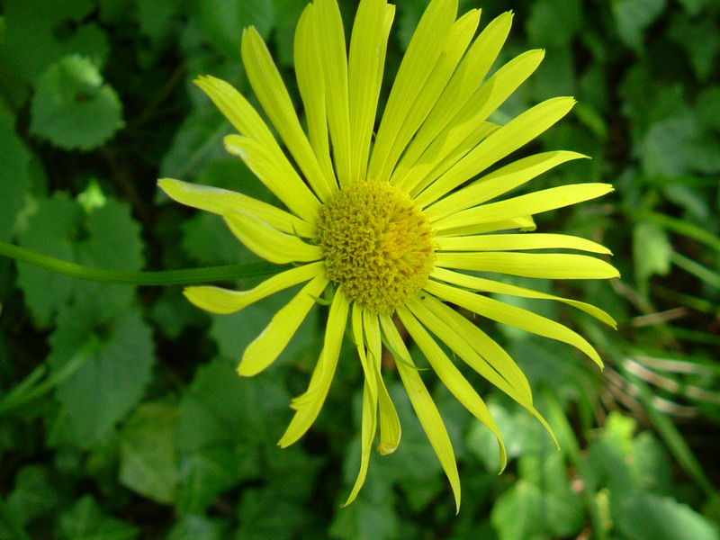 Doronicum columnae / Doronico di Colonna
