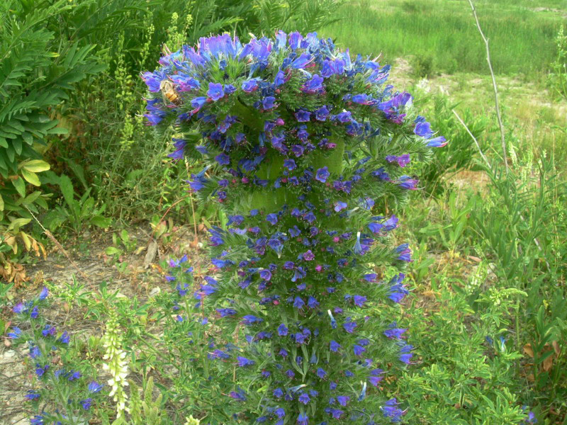 Fasciazione in Echium