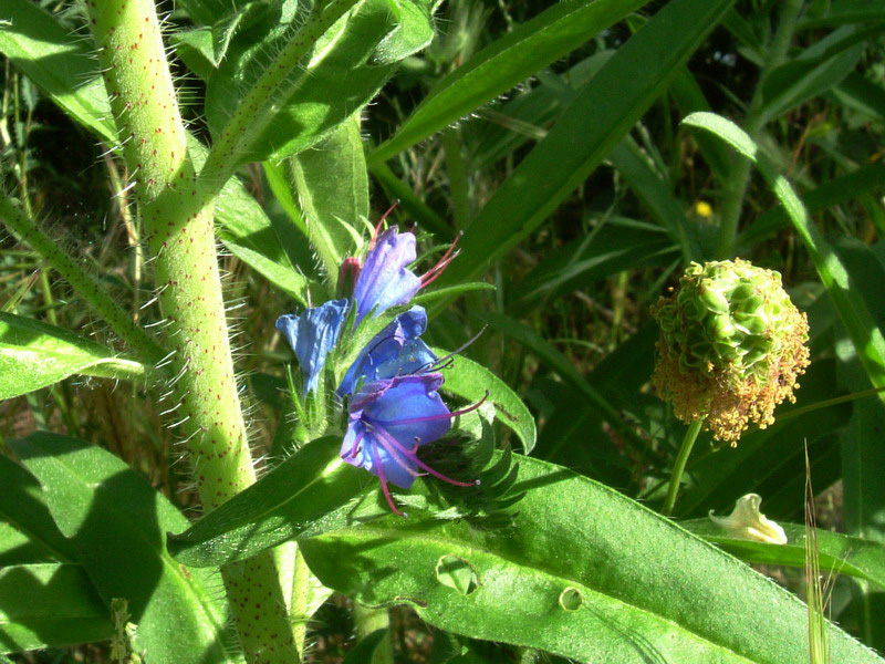 Fasciazione in Echium