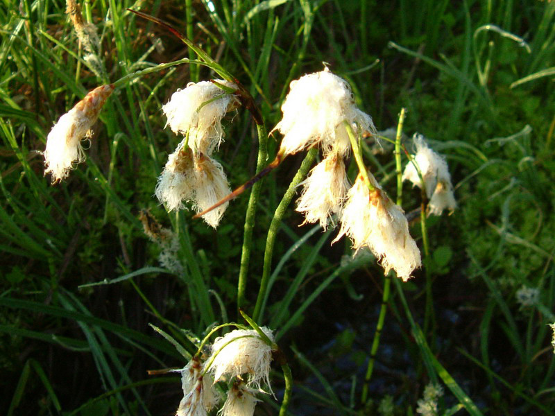 Pennacchi bianchi - Eriophorum sp.