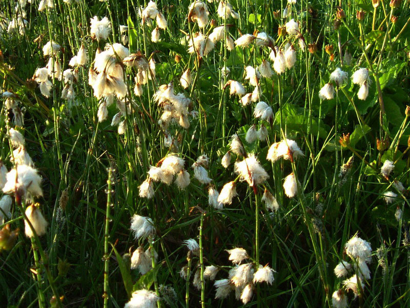 Pennacchi bianchi - Eriophorum sp.