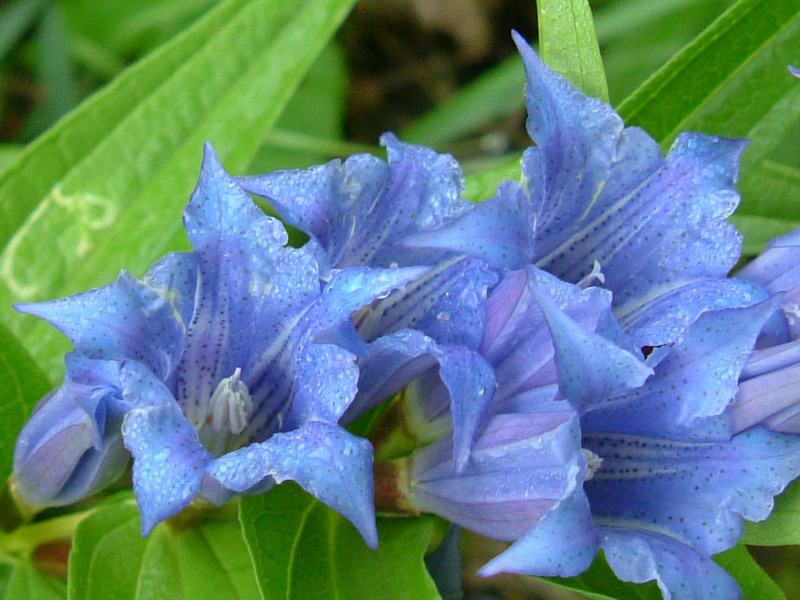 App.Reggiano - Gentiana asclepiadea