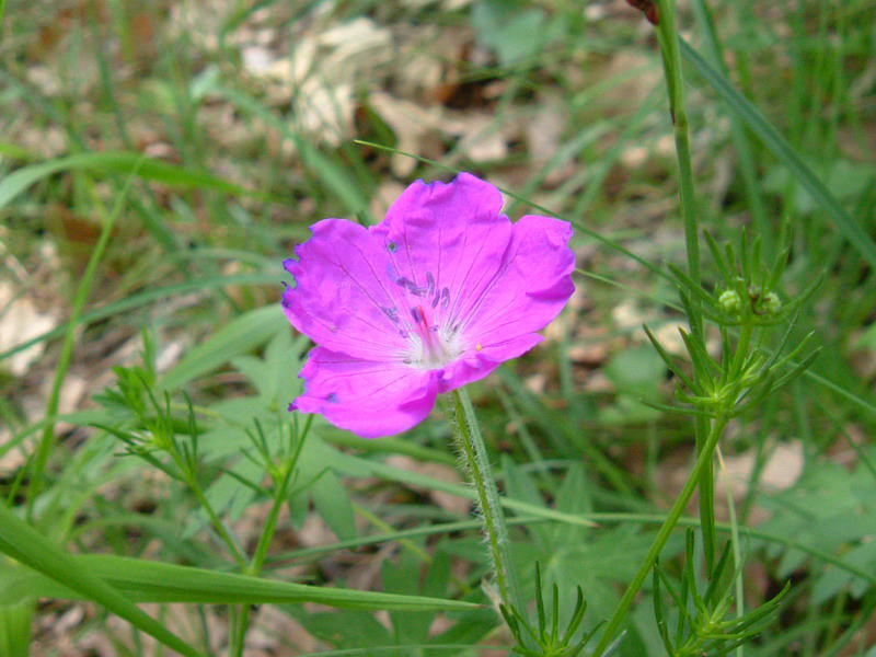 Geranium sanguineum / Geranio sanguigno