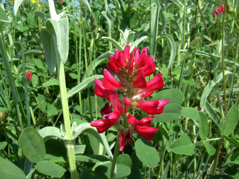 Sulla coronaria (=Hedysarum coronarium) / Sulla comune