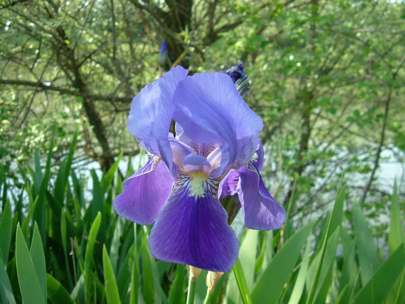 Iris germanica / Giaggiolo paonazzo