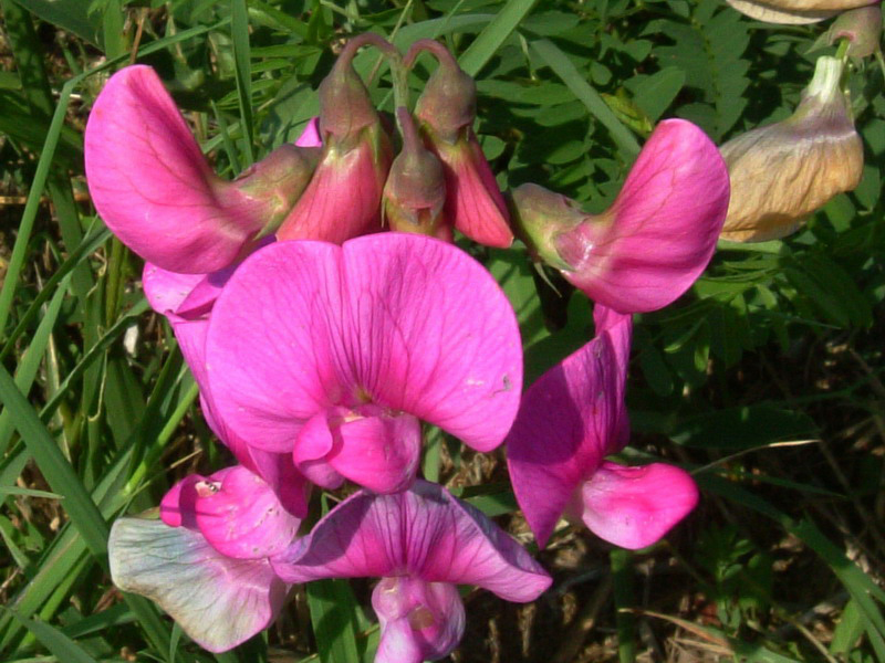 Lathyrus latifolius