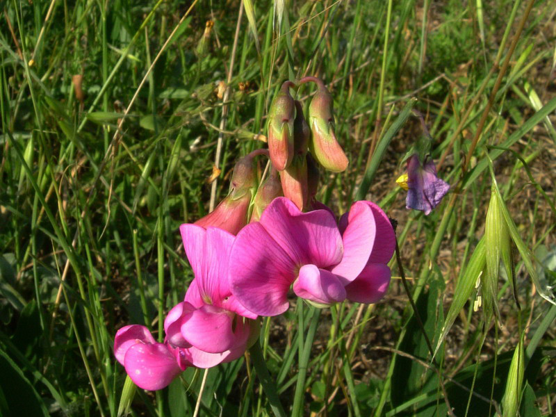 Lathyrus latifolius