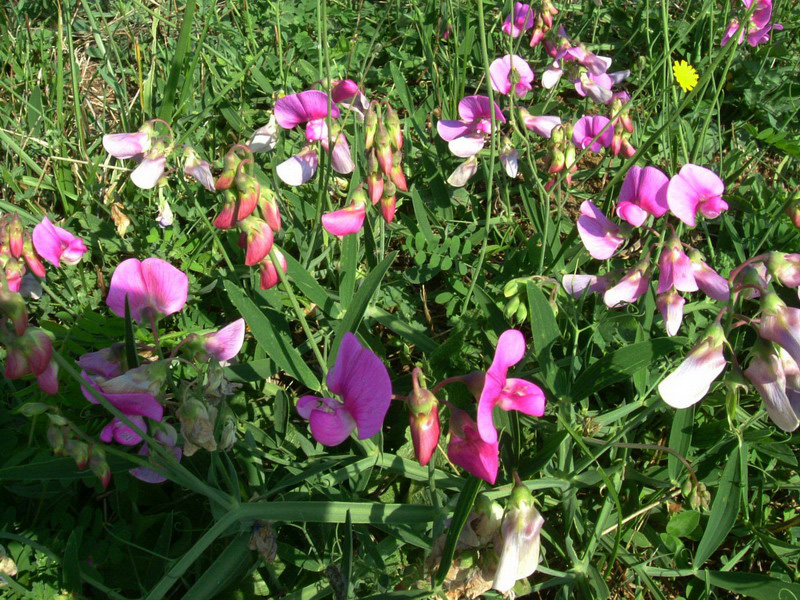 Lathyrus latifolius