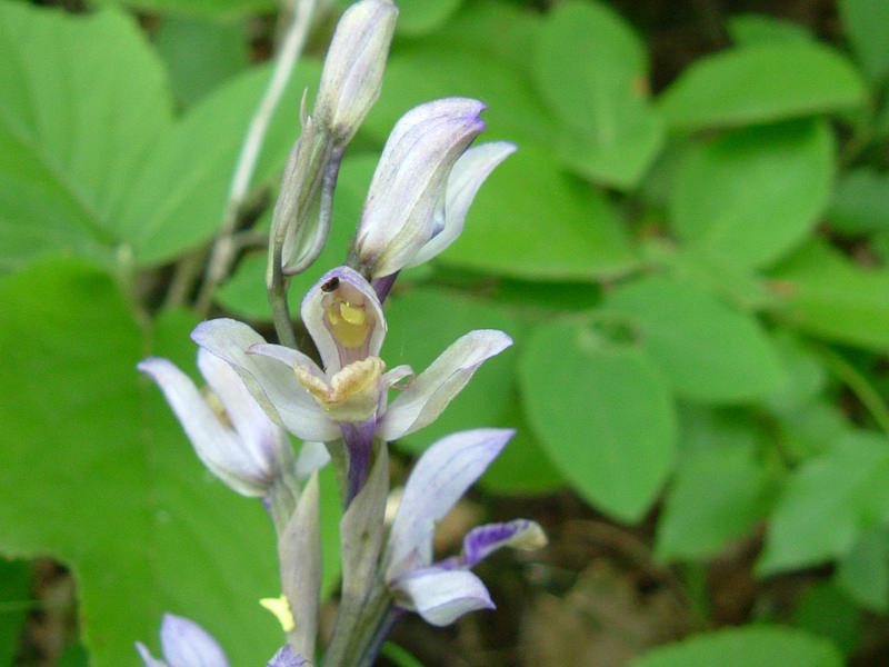 Limodorum abortivum