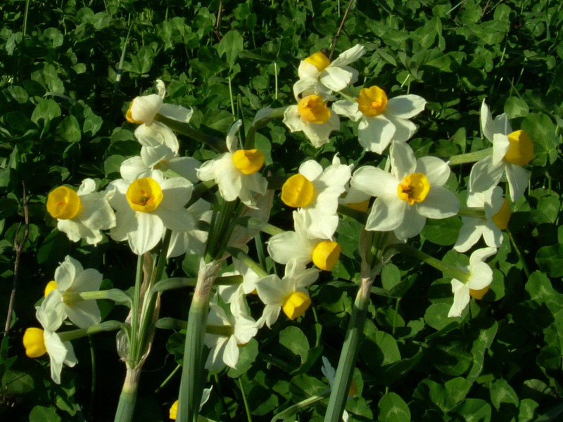 Narcissus tazetta ssp. tazetta